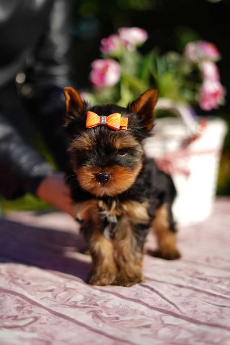 Сонячний йорк, що дарує світло!