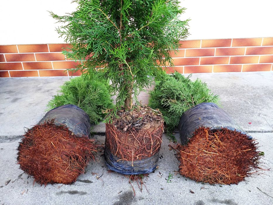 Tuja Szmaragd 90,100,110,120 cm doniczka 5 l TRANSPORT SADZENIE JAKOŚĆ