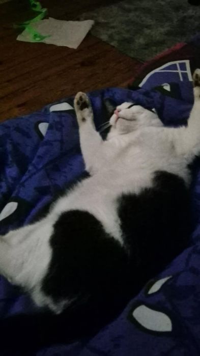 Zaginiony kot Boluś