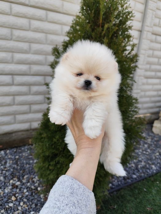 Пухнасті ,як хмаринки