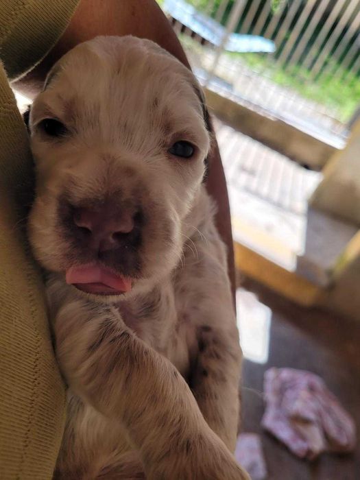Vendo cachorro Setter