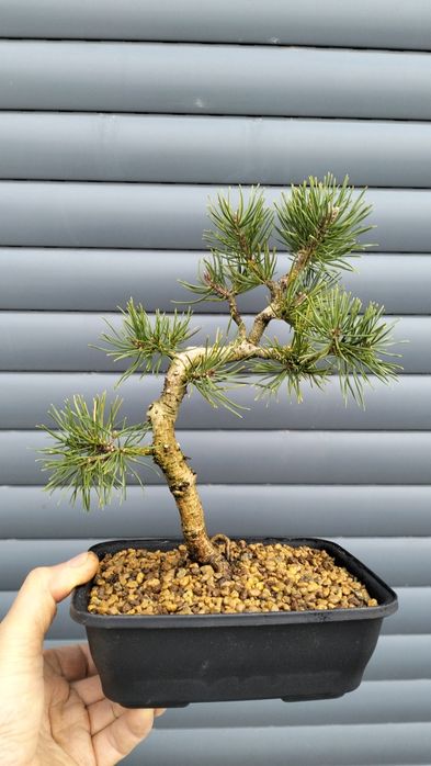 Bonsai pinus silvestre