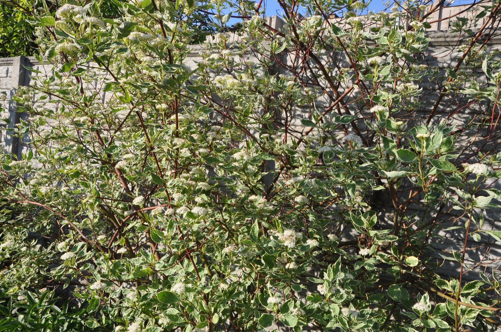 Жасмін , багаторічні рослини