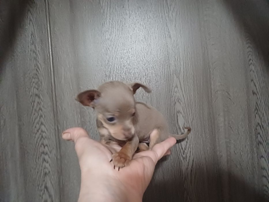 Крошка сладошку девочка