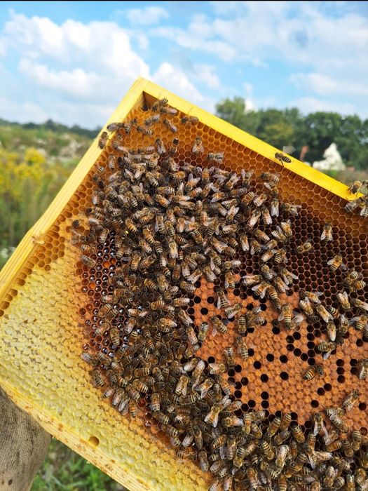 Rodziny pszczele – zdrowe i silne
Treść: