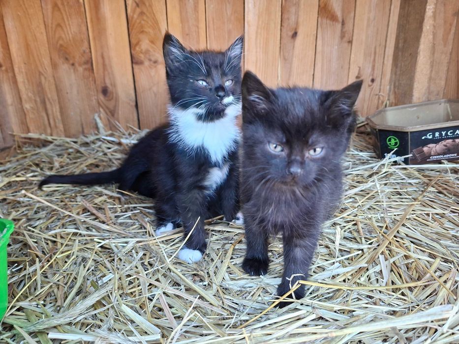 Oddam kotki w dobre ręce.