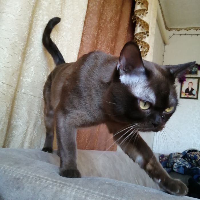 Американская бурма. Вязка. Кот.