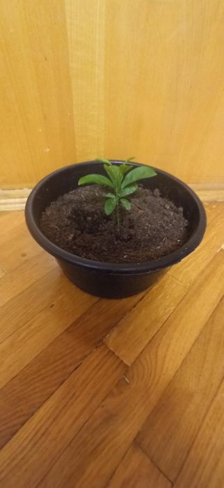 Продам молоде дерево лимони