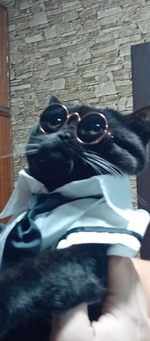 Кот ищет кошечку