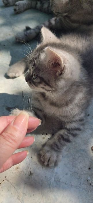 котёнка отдам даром
