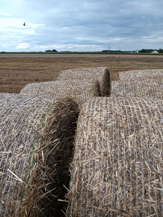 Słoma w belach sprzedam
