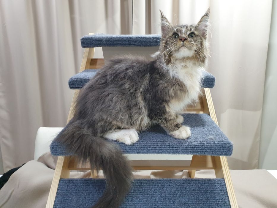 Macho  Maine Coon com pedigree