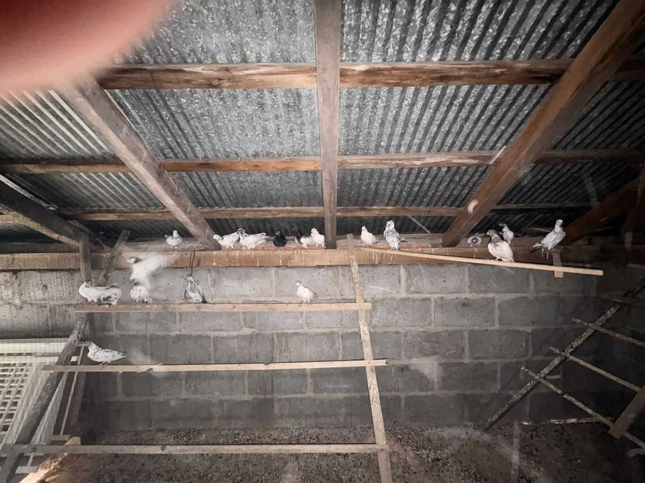 Sprzedam Gołębie Mamki