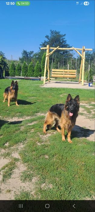 Owczarek niemiecka długowłosy czarny podpalany