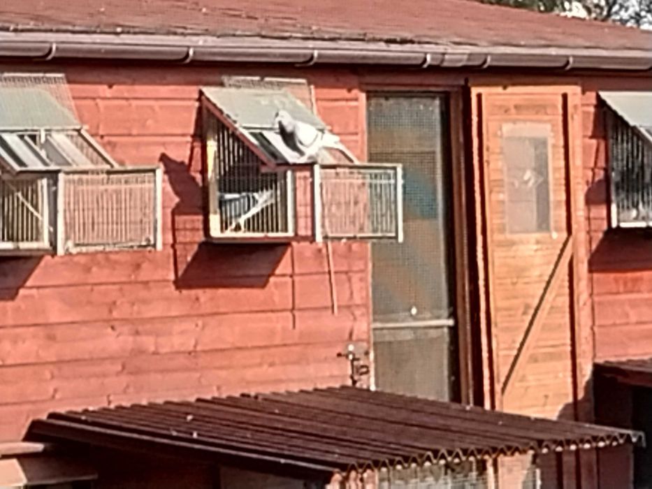 Gołebnik hodowlę