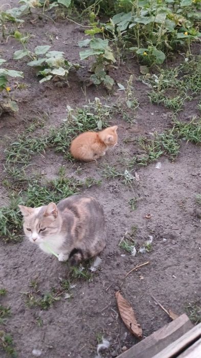 Кошенята в добрі руки, Терміново