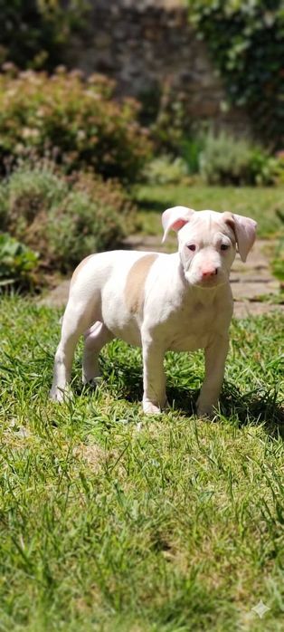 Amstaff Szczeniaki Suczka