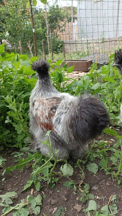 Китайская шелковая силки