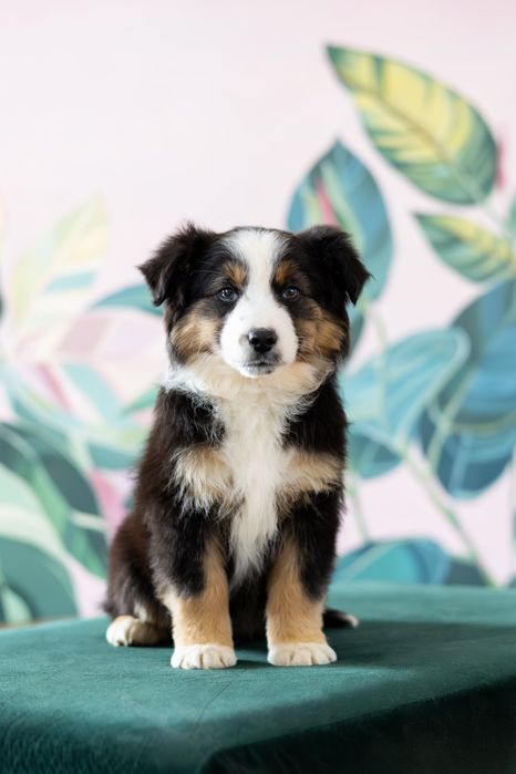 Хлопчик мініатюрної американської вівчарки. Міні ауссі