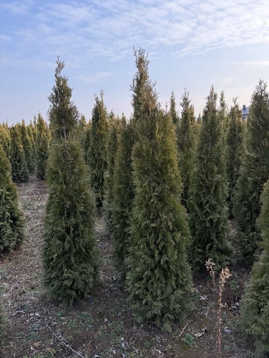 Thuja szmaragd zielona 200 cm