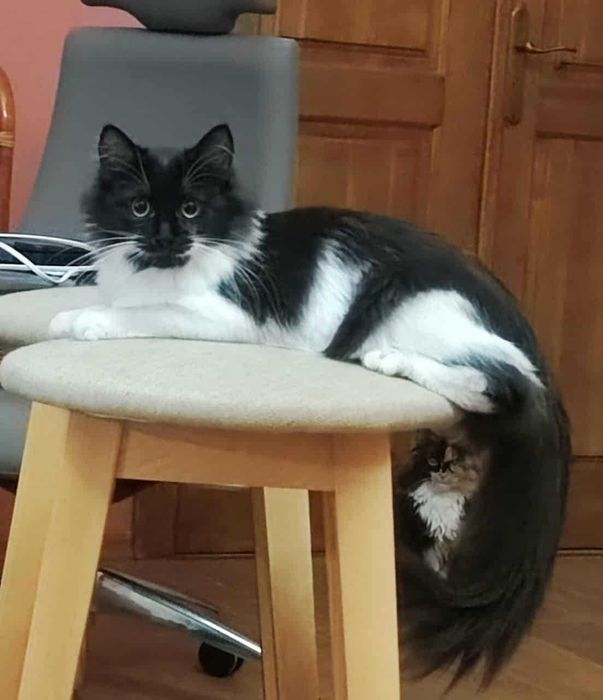 Rezolutna syberyjka Jasya szuka domu