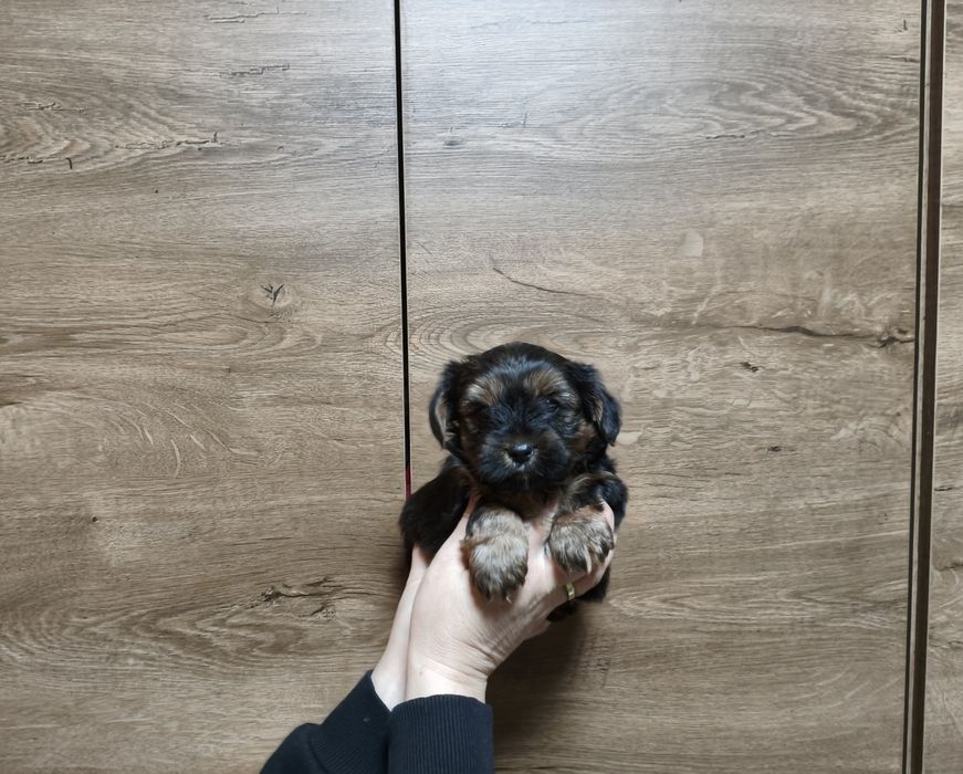 Yorkshire terrier miniaturka