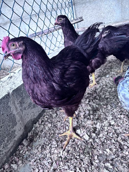 patos  e patas e galos