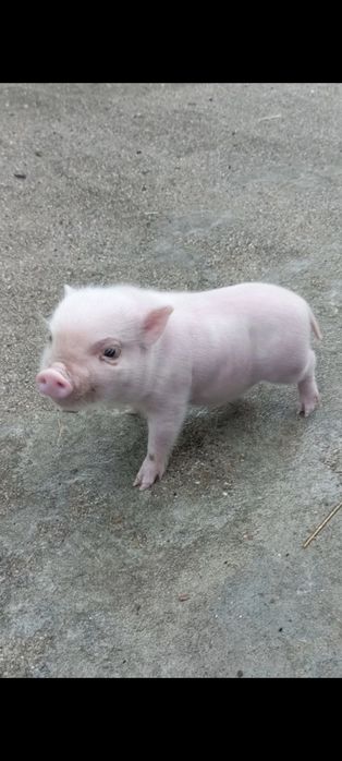 VENDE SE porquinhos