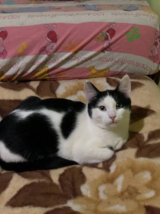 Котик в добрые руки бесплатно