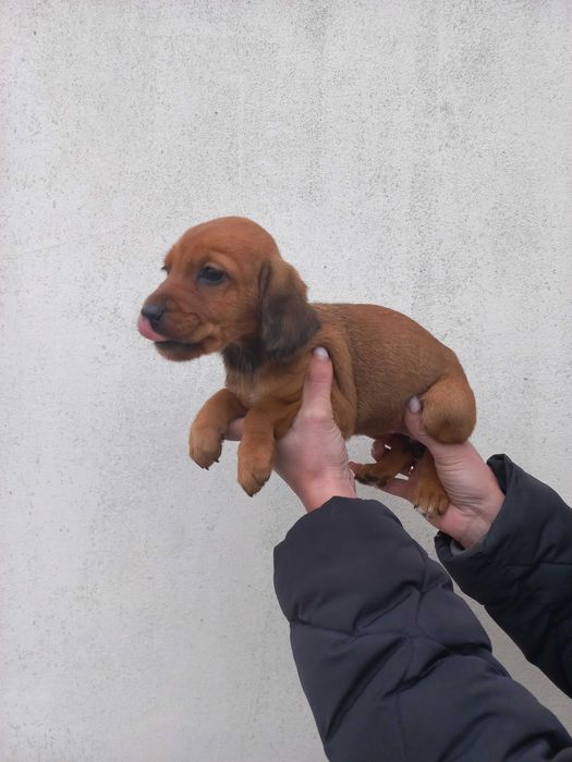 Собачки кокер спаниель