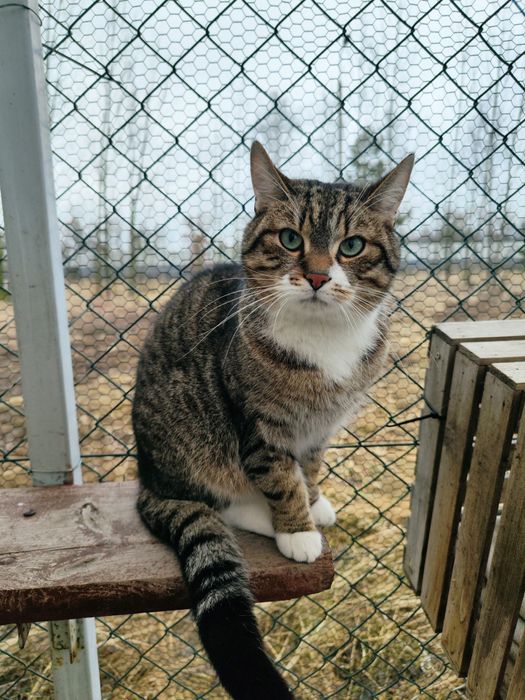 Piękny kocurek poleca się do adopcji
