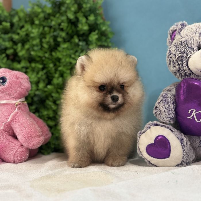 ляльковий Ведмедик шоу классу