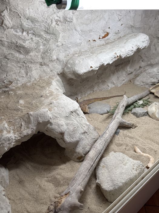 Terrarium z agamą brodatą