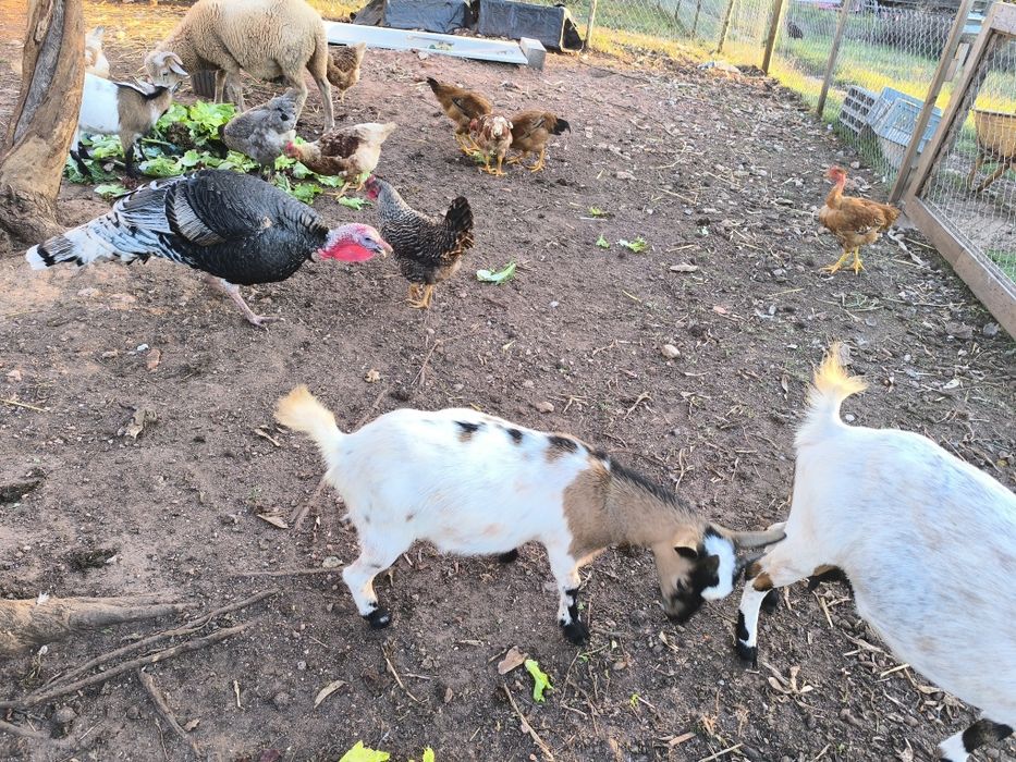 Vendo cabras anãs