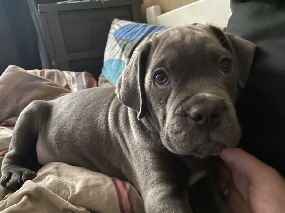 Малиші кане корсо- елітна порода (ціну знижено)