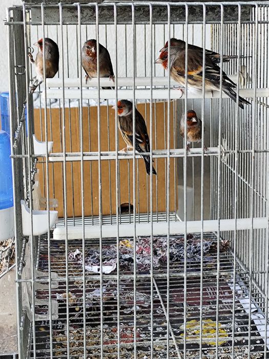 travessos híbridos machos