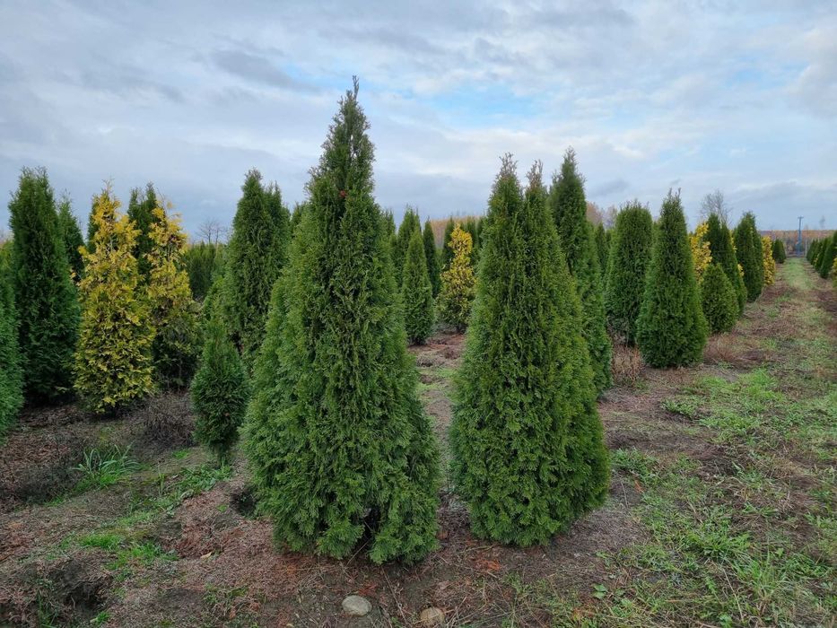 Tuja szmaragd 220 cm, żywotnik zachodni ,,smaragd", Thuja