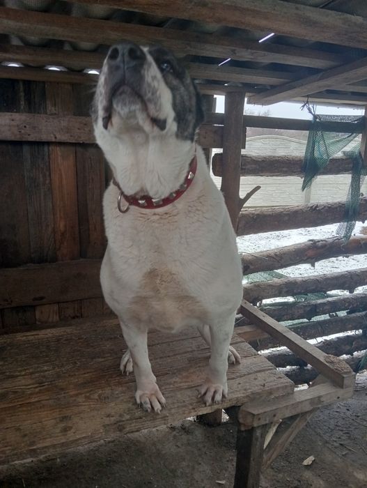 Собака породи алабай