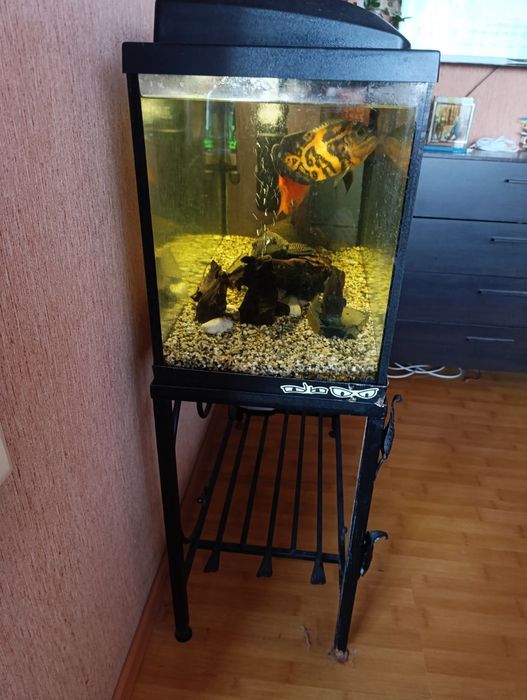 Рибкі хижі риби декоративні риби акваріум стійка для акваріуму