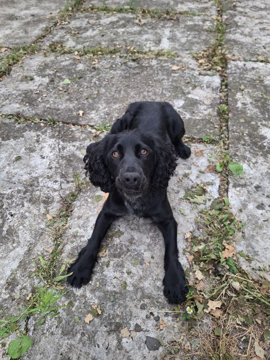 В'язка російського спаніеля