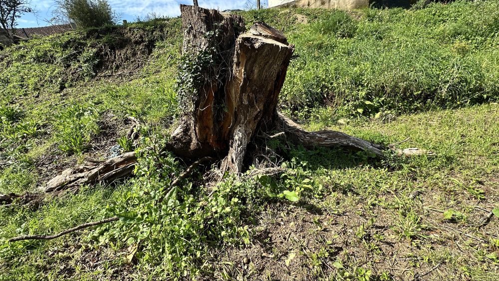 Raiz de cerejeira para mesa centro