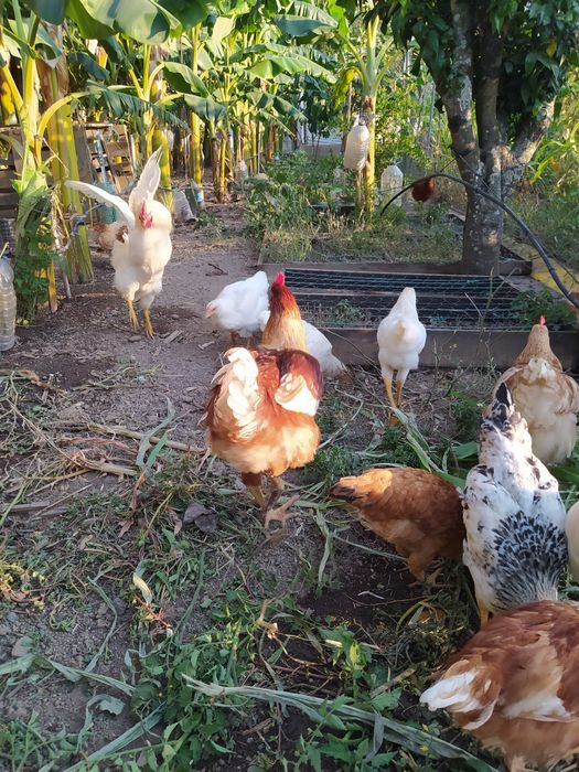Galo galinha caseiros criados no campo