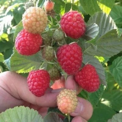 Ремонтантна малина Зюгана