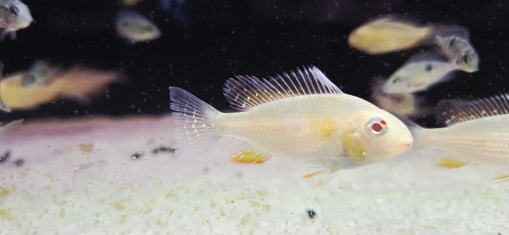 Ziemiojad aracyhlis heckli albino