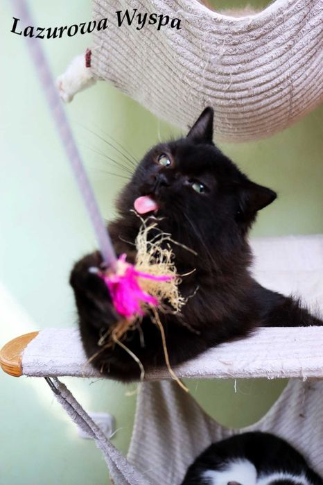 Ragdoll Czarna Perła