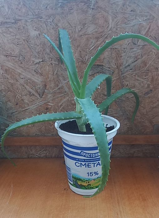 Алоэ столетник древовидный лечебный