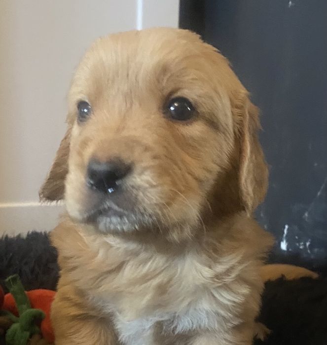 Golden Retriver szczeniaczek