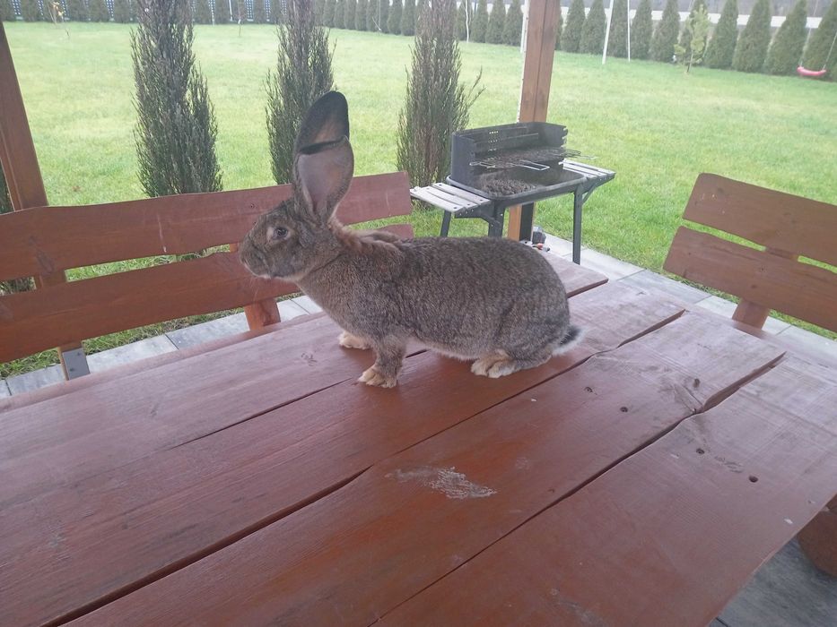 Króliki Olbrzymy Belgijskie samice i samce