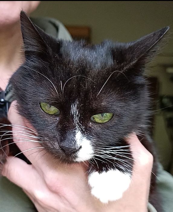 Кішка Герда 1 рік стерильна