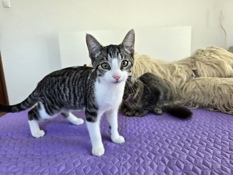 Johnny,  para adoção